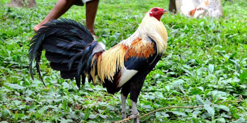 Thông tin A-Z về đá gà cựa dao và mẹo chơi giúp thắng lớn Gà Mỹ Kelso là một dòng nổi tiếng trong giới đá cựa dao