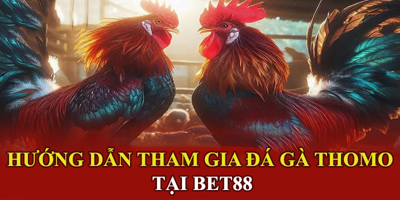 Đá gà Thomo - Hình thức cá cược được ưa chuộng nhất hiện nay Các bước tham gia đá gà Thomo tại BET88