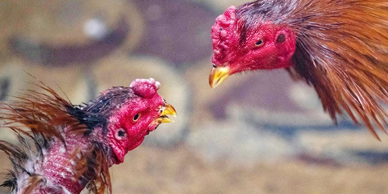 Đá gà Thomo - Hình thức cá cược được ưa chuộng nhất hiện nay Bật mí một số kinh nghiệm cược gà đá Thomo tân thủ nên lưu ý