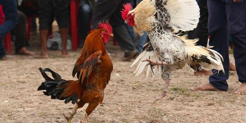 Chia Sẻ Kinh Nghiệm Chơi Đá Gà Cựa Sắt Tại Nhà Cái Trực Tuyến Khái quát chung về hình thức đá gà cựa sắt