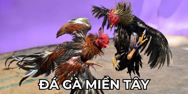 Đá Gà Miền Tây bet88 - Siêu Phẩm Đối Kháng Kiếm Tiền Thật Giới thiệu đá gà miền tây